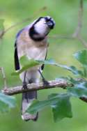 Blue Jay