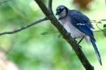 Blue Jay