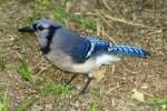 Blue Jay