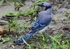 Blue Jay