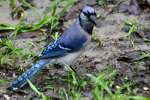 Blue Jay
