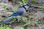 Blue Jay