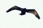 Fish Crow