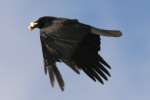 American Crow