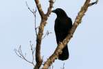 American Crow
