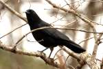 American Crow