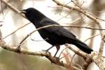 American Crow