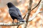 American Crow