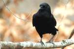 American Crow