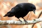 American Crow