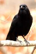 American Crow