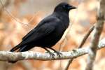 American Crow