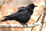 American Crow