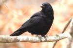 American Crow