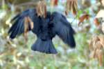 American Crow