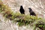 American Crow