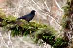 American Crow