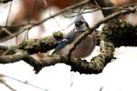 Blue Jay