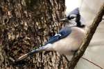 Blue Jay