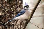 Blue Jay
