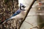 Blue Jay