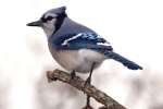 Blue Jay