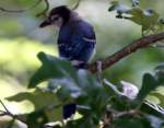 Blue Jay