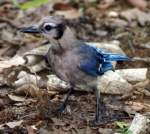 Blue Jay
