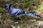 Blue Jay