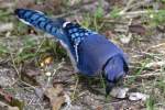Blue Jay