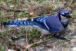 Blue Jay