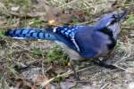 Blue Jay