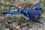 Blue Jay