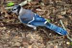 Blue Jay