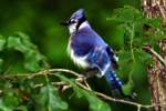 Blue Jay