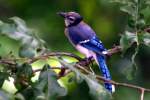 Blue Jay