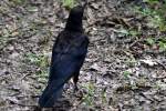 Fish Crow