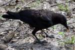 Fish Crow