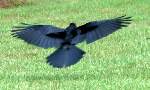 Fish Crow