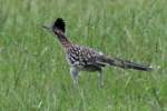 Greater Roadrunner