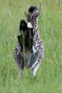 Greater Roadrunner