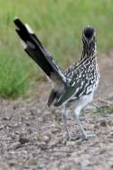 Greater Roadrunner