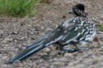 Greater Roadrunner
