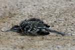 Greater Roadrunner