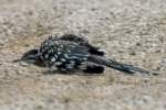 Greater Roadrunner