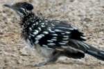 Greater Roadrunner