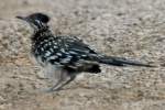 Greater Roadrunner