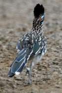 Greater Roadrunner