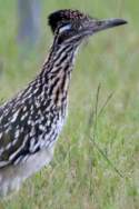 Greater Roadrunner
