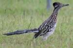 Greater Roadrunner